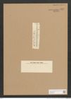 Synedra sp. (de-Toni-Nr.: Genus 66, Species 2607 var. ?) Zeichnungen Sammlung Grunow Nr. 5437 (NHMW-BOT-W0373536)